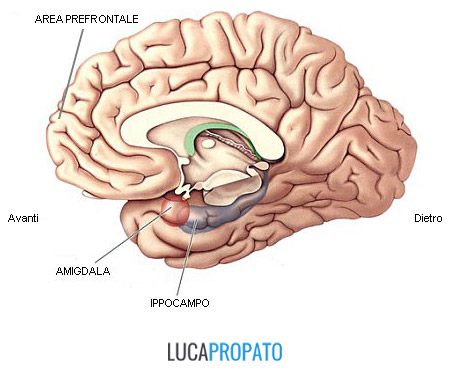 Amigdala, ippocampo, leadership